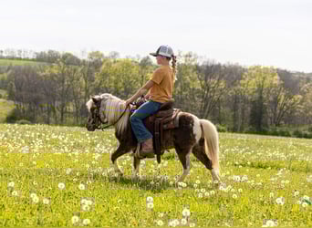 Weitere Ponys/Kleinpferde, Wallach, 4 Jahre, 89 cm, Schecke