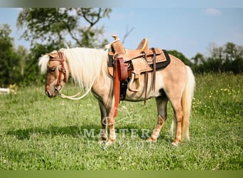 Weitere Ponys/Kleinpferde, Wallach, 4 Jahre, 91 cm, Grullo