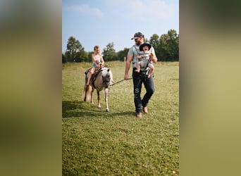 Weitere Ponys/Kleinpferde, Wallach, 4 Jahre, 91 cm, Grullo