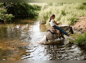 Weitere Ponys/Kleinpferde, Wallach, 4 Jahre, 91 cm, Grullo