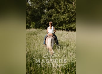 Weitere Ponys/Kleinpferde, Wallach, 4 Jahre, 91 cm, Grullo