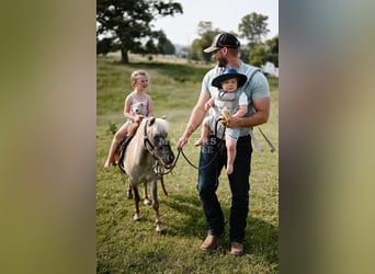Weitere Ponys/Kleinpferde, Wallach, 4 Jahre, 91 cm, Grullo