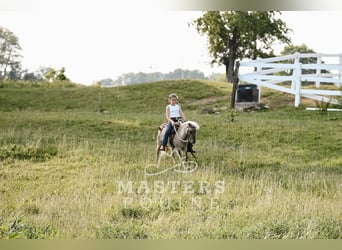 Weitere Ponys/Kleinpferde, Wallach, 4 Jahre, 91 cm, Grullo