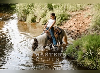 Weitere Ponys/Kleinpferde, Wallach, 4 Jahre, 91 cm, Grullo