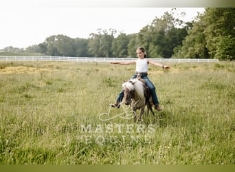 Weitere Ponys/Kleinpferde, Wallach, 4 Jahre, 91 cm, Grullo