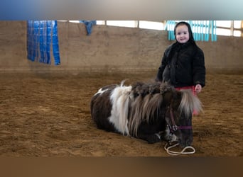 Weitere Ponys/Kleinpferde, Wallach, 4 Jahre, 91 cm, Schecke
