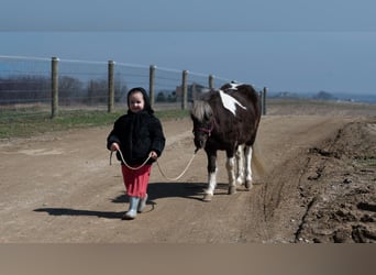 Weitere Ponys/Kleinpferde, Wallach, 4 Jahre, 91 cm, Schecke