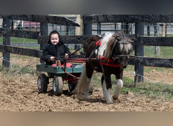 Weitere Ponys/Kleinpferde, Wallach, 4 Jahre, 91 cm, Schecke