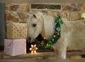 Weitere Ponys/Kleinpferde, Wallach, 4 Jahre, 94 cm, Palomino