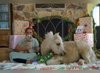 Weitere Ponys/Kleinpferde, Wallach, 4 Jahre, 94 cm, Palomino