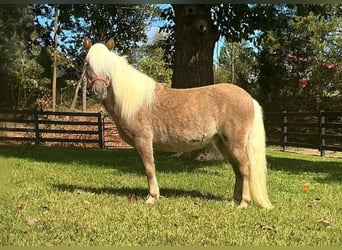 Weitere Ponys/Kleinpferde, Wallach, 4 Jahre, 94 cm, Rotbrauner