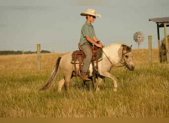Weitere Ponys/Kleinpferde, Wallach, 4 Jahre, 97 cm, Buckskin