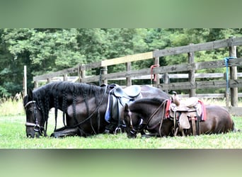 Weitere Ponys/Kleinpferde, Wallach, 4 Jahre, 97 cm, Dunkelbrauner