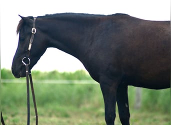 Weitere Ponys/Kleinpferde, Wallach, 4 Jahre, 97 cm, Dunkelbrauner