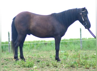 Weitere Ponys/Kleinpferde, Wallach, 4 Jahre, 97 cm, Dunkelbrauner