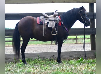 Weitere Ponys/Kleinpferde, Wallach, 4 Jahre, 97 cm, Dunkelbrauner