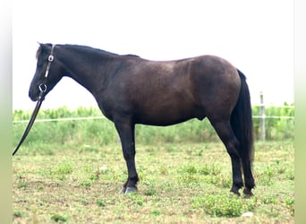 Weitere Ponys/Kleinpferde, Wallach, 4 Jahre, 97 cm, Dunkelbrauner