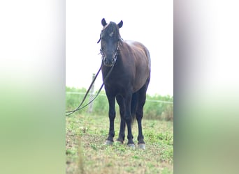 Weitere Ponys/Kleinpferde, Wallach, 4 Jahre, 97 cm, Dunkelbrauner