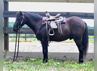 Weitere Ponys/Kleinpferde, Wallach, 4 Jahre, 97 cm, Dunkelbrauner