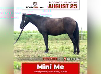 Weitere Ponys/Kleinpferde, Wallach, 4 Jahre, 97 cm, Dunkelbrauner