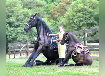 Weitere Ponys/Kleinpferde, Wallach, 4 Jahre, 97 cm, Dunkelbrauner
