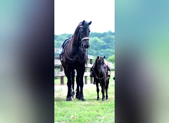 Weitere Ponys/Kleinpferde, Wallach, 4 Jahre, 97 cm, Dunkelbrauner