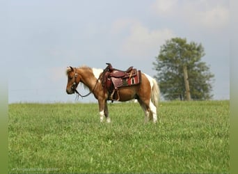 Weitere Ponys/Kleinpferde, Wallach, 4 Jahre, 97 cm, Schecke