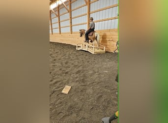Weitere Ponys/Kleinpferde, Wallach, 4 Jahre, 97 cm, Schecke