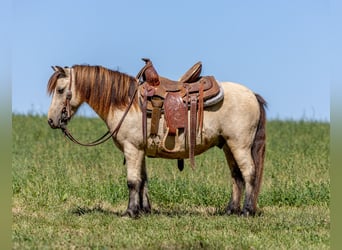 Weitere Ponys/Kleinpferde, Wallach, 4 Jahre, 99 cm, Buckskin
