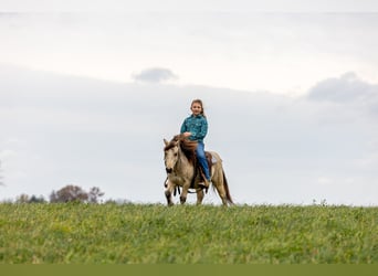 Weitere Ponys/Kleinpferde, Wallach, 4 Jahre, 99 cm, Buckskin
