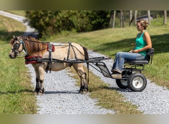 Weitere Ponys/Kleinpferde, Wallach, 4 Jahre, 99 cm, Buckskin