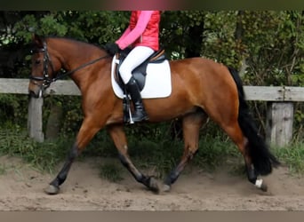 Weitere Ponys/Kleinpferde, Wallach, 4 Jahre, Brauner