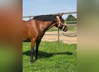 Weitere Ponys/Kleinpferde, Wallach, 4 Jahre, Brauner
