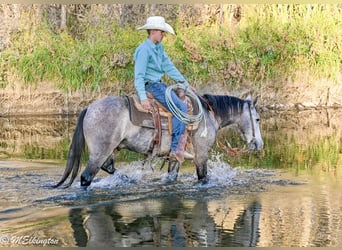 Weitere Ponys/Kleinpferde, Wallach, 4 Jahre, Buckskin