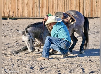 Weitere Ponys/Kleinpferde, Wallach, 4 Jahre, Buckskin
