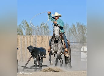 Weitere Ponys/Kleinpferde, Wallach, 4 Jahre, Buckskin