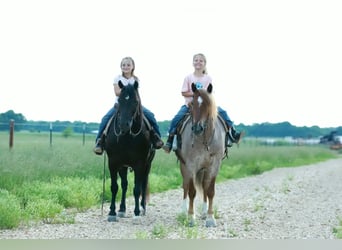 Weitere Ponys/Kleinpferde, Wallach, 4 Jahre, Roan-Red