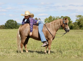 Weitere Ponys/Kleinpferde, Wallach, 5 Jahre, 102 cm, Roan-Red