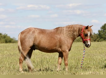 Weitere Ponys/Kleinpferde, Wallach, 5 Jahre, 102 cm, Roan-Red