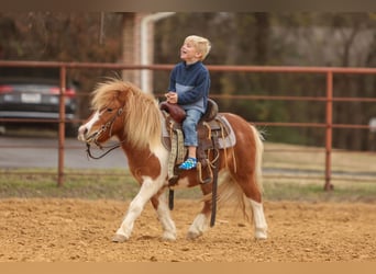 Weitere Ponys/Kleinpferde, Wallach, 5 Jahre, 102 cm, Schecke