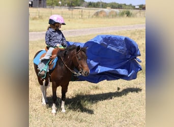 Weitere Ponys/Kleinpferde, Wallach, 5 Jahre, 102 cm, Schecke