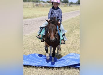 Weitere Ponys/Kleinpferde, Wallach, 5 Jahre, 102 cm, Schecke