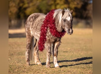 Weitere Ponys/Kleinpferde, Wallach, 5 Jahre, 102 cm