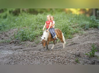 Weitere Ponys/Kleinpferde, Wallach, 5 Jahre, 104 cm, Schecke