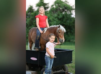 Weitere Ponys/Kleinpferde, Wallach, 5 Jahre, 104 cm, Schecke