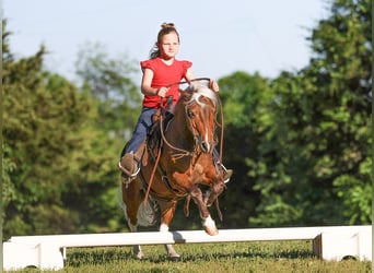 Weitere Ponys/Kleinpferde, Wallach, 5 Jahre, 104 cm, Schecke