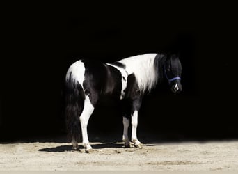 Weitere Ponys/Kleinpferde, Wallach, 5 Jahre, 104 cm