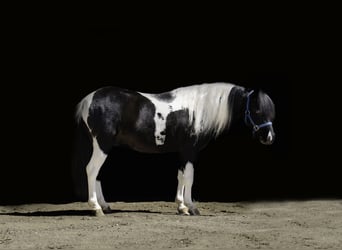Weitere Ponys/Kleinpferde, Wallach, 5 Jahre, 104 cm