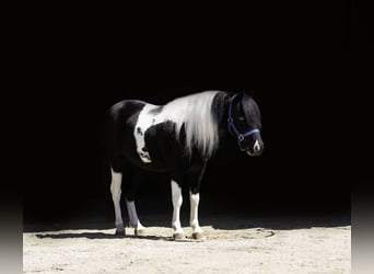 Weitere Ponys/Kleinpferde, Wallach, 5 Jahre, 104 cm