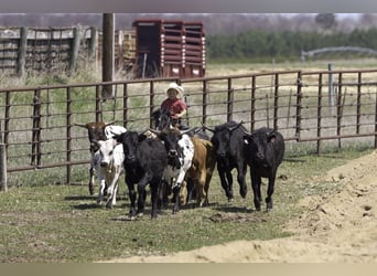 Weitere Ponys/Kleinpferde, Wallach, 5 Jahre, 104 cm